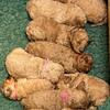 Miniature Toy Poodle Puppies