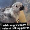 African grey parrot baby 