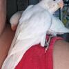 Holly - Hand fed and tame baby lovebird * We safely ship *