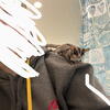 Sugar Gliders