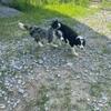 Border collie Full blooded