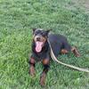 4 year old healthy male doberman