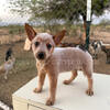 Australian Cattle Dog’s