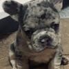 French bulldog female