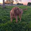 Blondie - AKC Bloodhound female