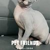 Sphynx kittens available