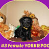 CKC TINY FIRST-GENERATION YORKIEPOO