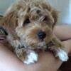 Petite Mini Goldendoodle Stud
