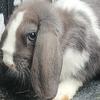 Lop bunny