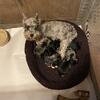 Beautiful litter of small miniature schnauzers, 1 merle male, the rest are females. Prices vary. 