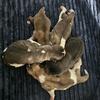 Akita puppies pick yours out today!!!!