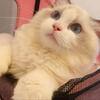 ragdoll female kitten for new home 