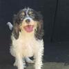 Male cavapoo puppy available now