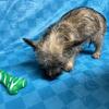 Cairn Terrier pups born on 10/17/2025.