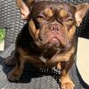 Frenchie French bulldog