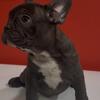 Adorable French Bulldog Fluffy Carrier Puppies 