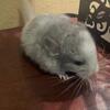 Baby Female Light Mosiac Chinchilla - Born 2/19/24