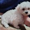 BEAUTIFUL MALTESE PUPPY 