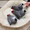 Pair of Talking African Grey Parrots