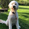 Stud - Standard Goldendoodle Stud 