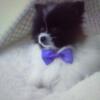Male teacup Pom 