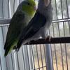 Parrotlet pair dark factor mauve female and green male