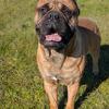 Estate Guarding Bullmastiff