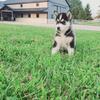 Akc Siberian husky puppies 