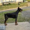 European Doberman for stud