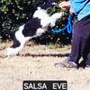 AKC Standard Poodle female "Salsa Eve"