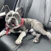 Frenchie/ Micro Bully 