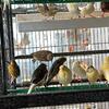 Cinnamon and Gray Canaries 