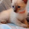 Siamese Male Kittens 