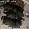 Standard golden doodle puppies