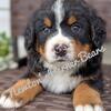 AKC Bernese Mountain Dog Puppies Ready 3/25