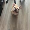 3 Year old French Bulldog