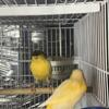 pair canaries & canary