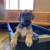 We have Puppies Family raised with children, Health guarantee, AKC, vet checked, shots