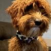 annie the goldendoodle needs a home!