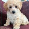 Very Adorable Male Roy Poodle Pups Ready Now,Lockport,NY