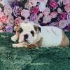 AKC English Bulldog Puppies