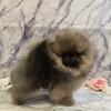 AKC Male Pomeranian Puppy ~ Khan