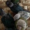 Conure babies available