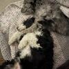 F1B Aussiedoodle black and white puppy - hypoallergenic no shed doodle house trained