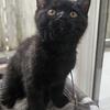 British short hair  kitten