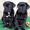 Lovely Cane Corso Puppies