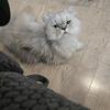 Persian Himalayan 