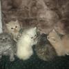 Himalayan/Persian kitten
