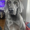 AKC BLUE & SILVER WEIMARANER PUPPIES