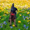 1.5 year old blue GSD